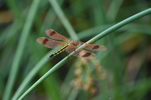 Close up of Dragonfly