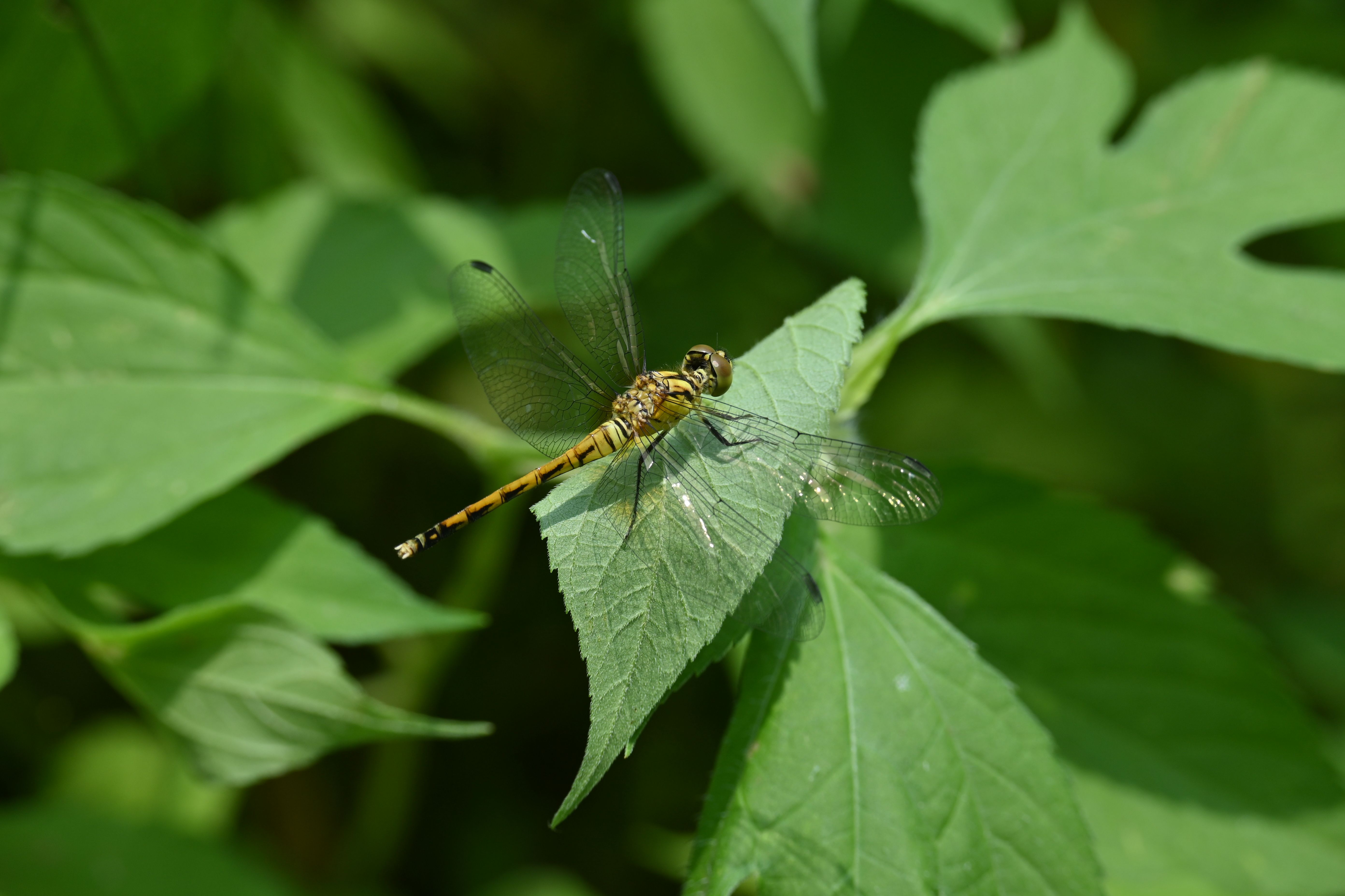 Dragonfly on Leaves · Free Stock Photo