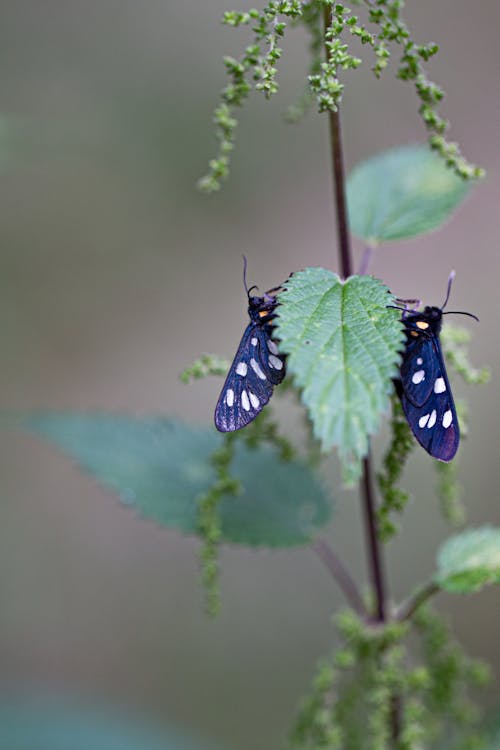 Foto profissional grátis de borboletas