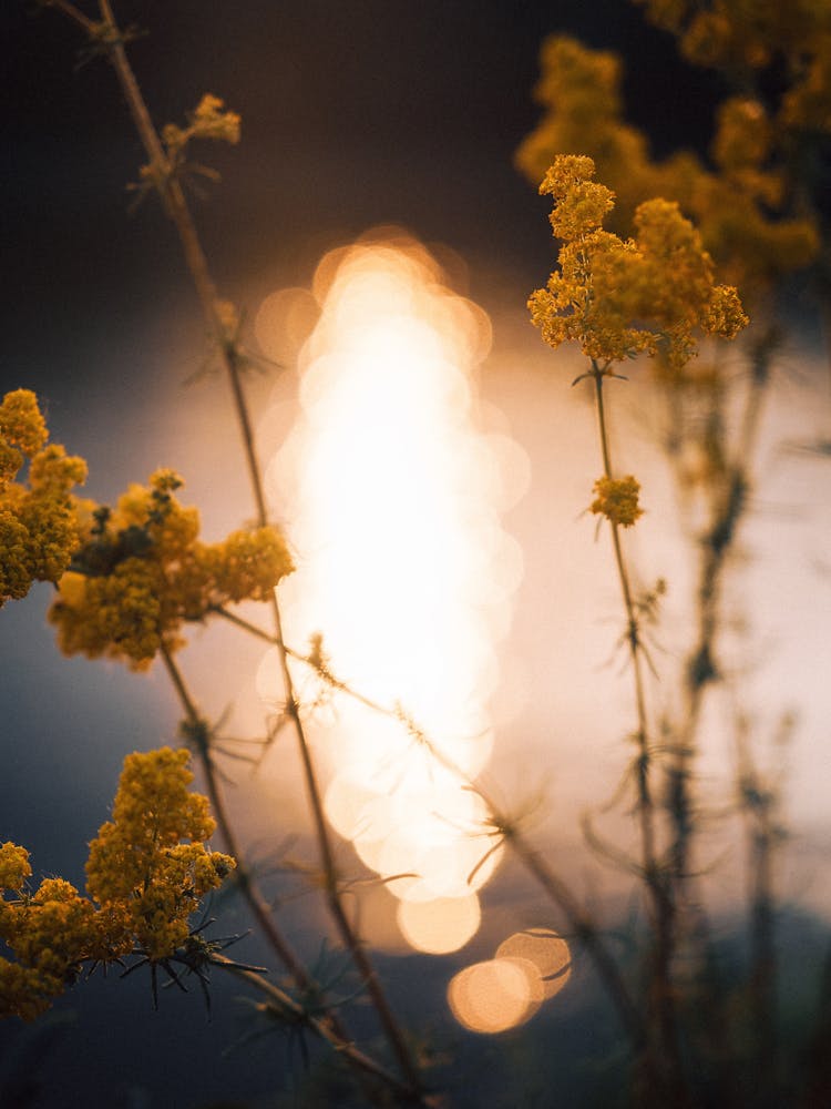 Light Reflecting Through Branches Of Growing Herbs