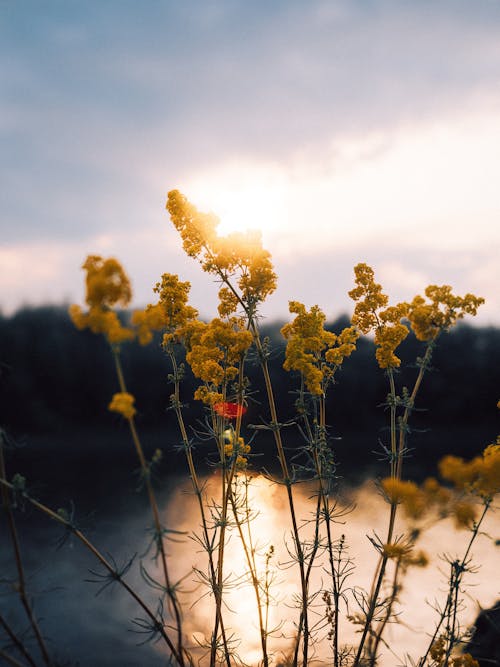 Sunset Sunlight over Yellow Flowers