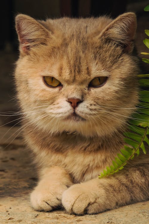 고양이, 누워있는, 동물 사진의 무료 스톡 사진