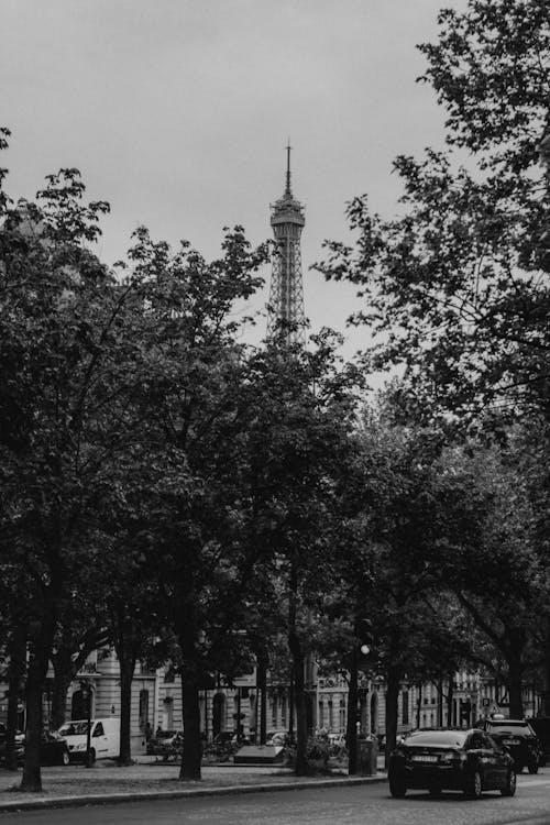 Eiffel Tower behind Trees in Black and White