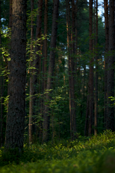 Serene view of a lush, dense forest with sunlight filtering through the trees, capturing the essence of natural tranquility.