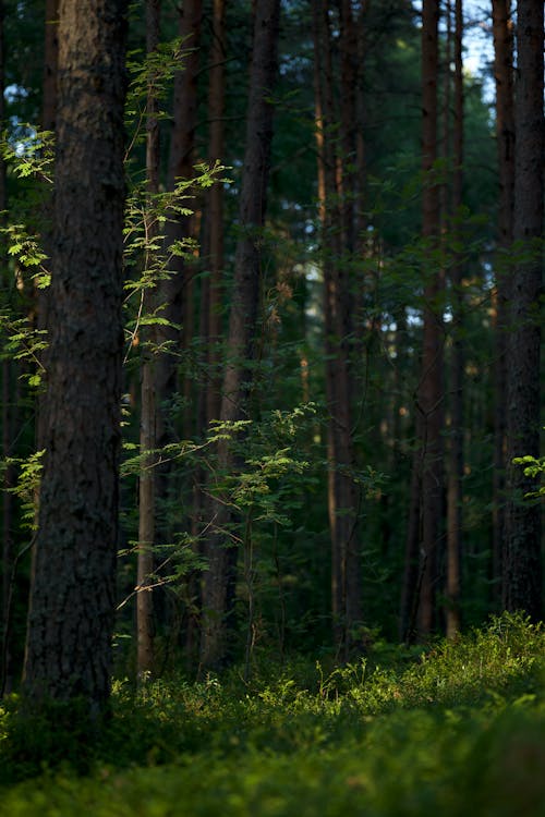 Бесплатное стоковое фото с вертикальный выстрел, глубокий, деревья