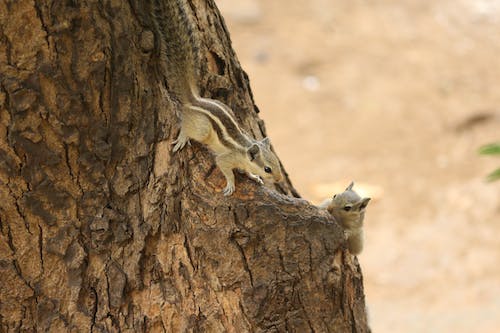 Chipmunks Climbing down Tree Trunk