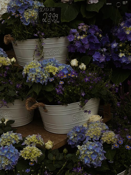 Kostnadsfri bild av anläggning, blå, blommor