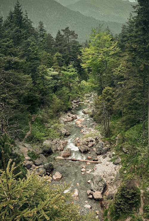 Foto profissional grátis de árvores, cenário, corrente