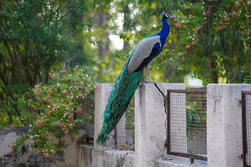 Peacock Sitting atop Fence in Garden