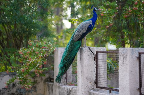 Free A vibrant peacock stands elegantly on a garden fence in Ahmedabad, Gujarat. Stock Photo