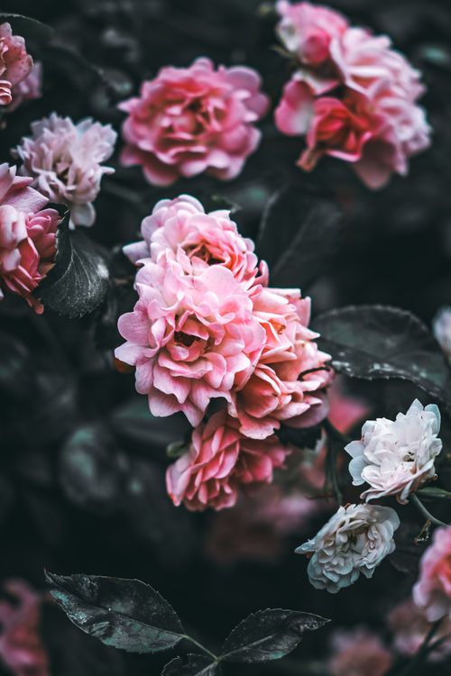 Free Closeup of vibrant pink roses in full bloom with contrasting dark greenery. Stock Photo