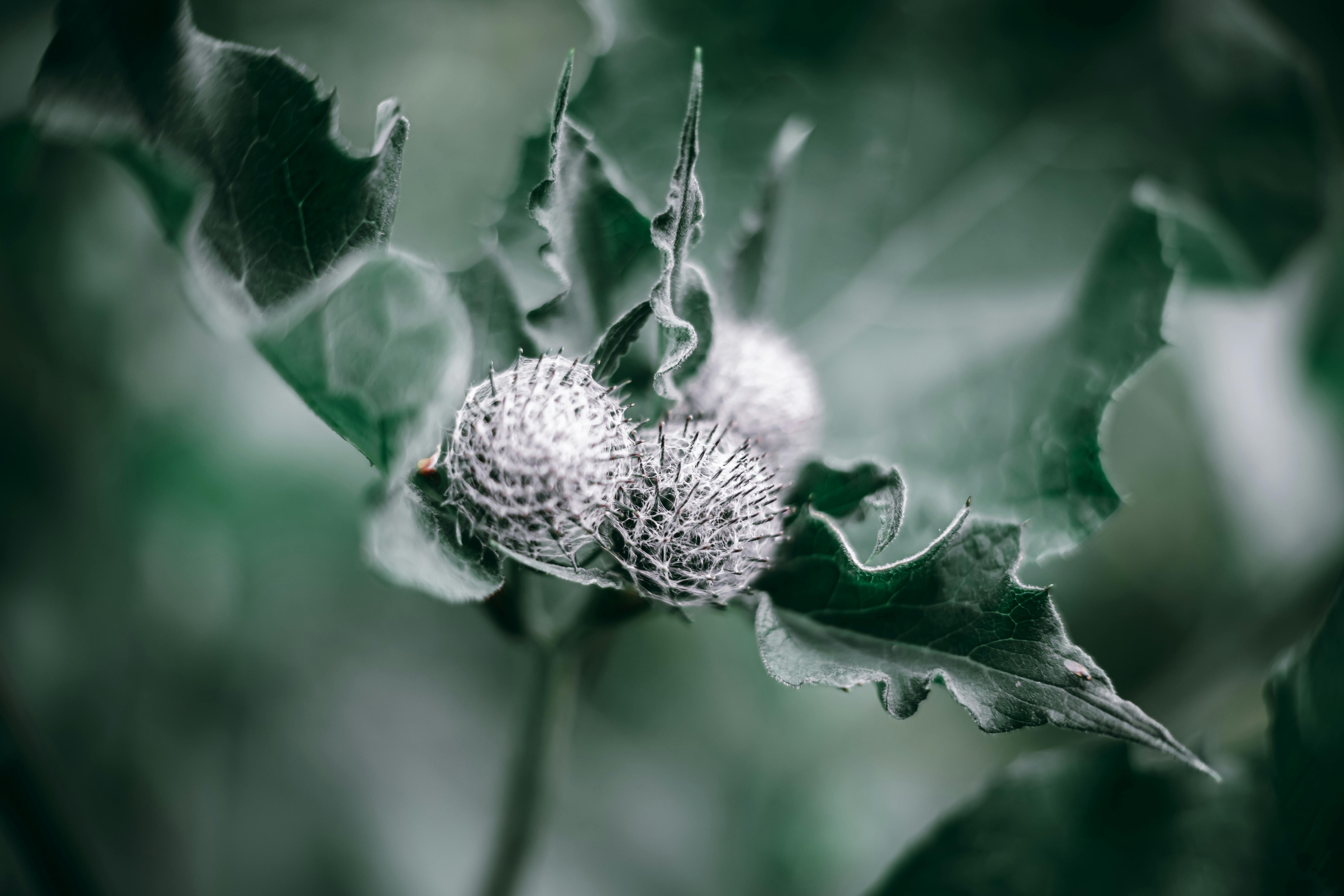 Les Styles de Photographie de Jardin : Du Macro au Paysage