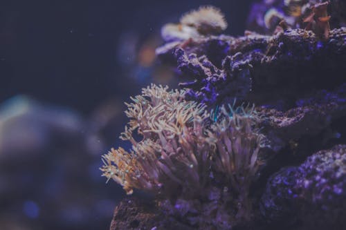 Free Close-Up Photo of Coral Reef Stock Photo