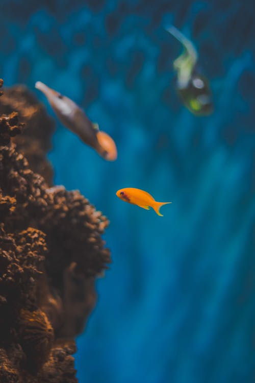 бесплатная Оранжевая рыба в водоеме Стоковое фото