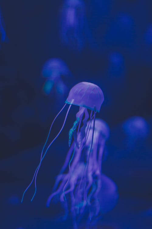 Free Pink Jellyfish Stock Photo