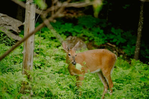 Foto d'estoc gratuïta de animal, cérvol, fons de pantalla