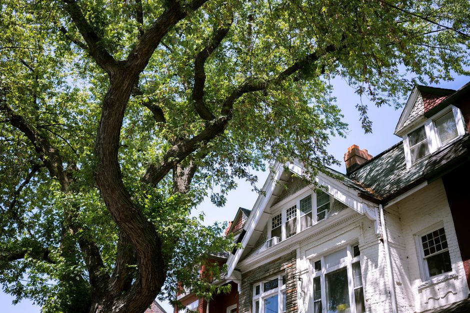 Large tree growing beside a suburban house facade — who pays for tree removal on property line in Surrey BC