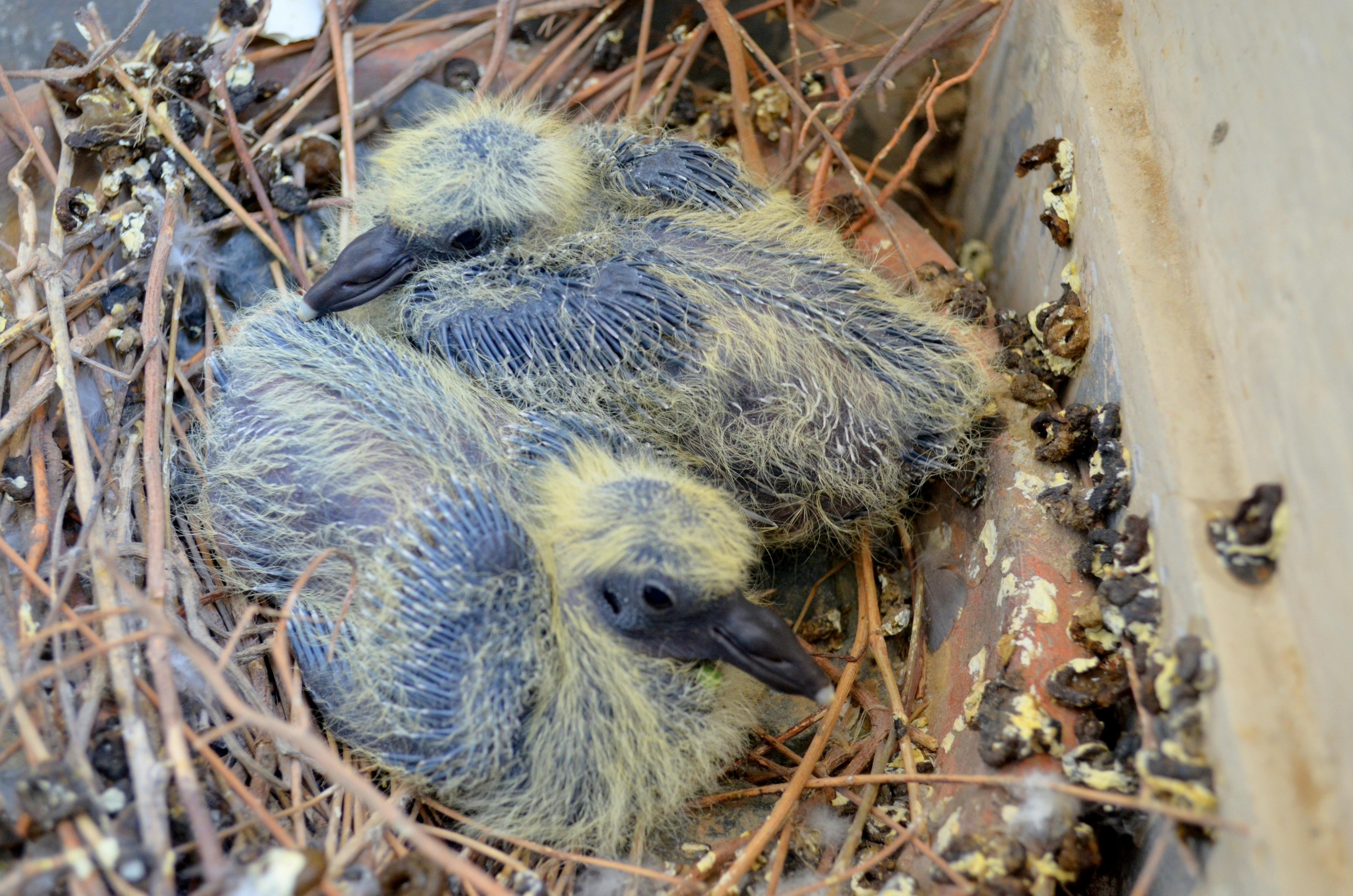 Photo Gratuite De Bebe Bebes Pigeons Pigeon