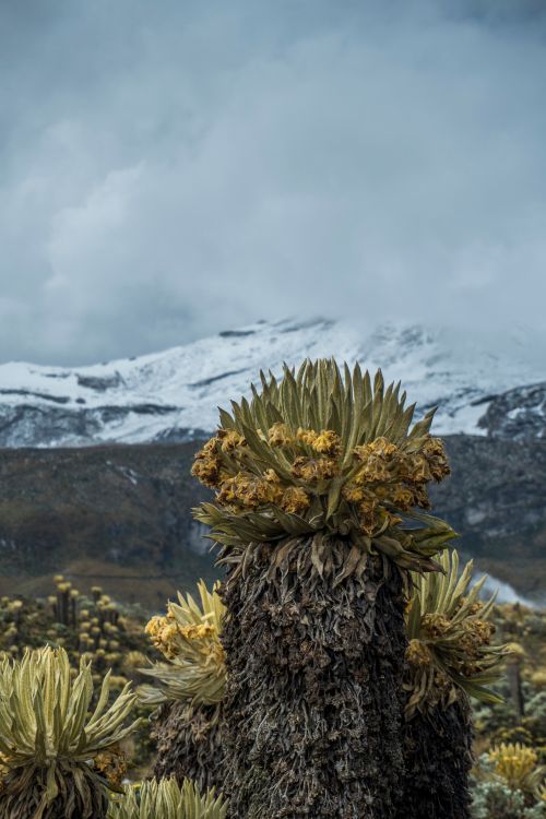 Free Explore the stunning páramo landscape with unique frailejon plants set against a backdrop of snowy mountains. Stock Photo