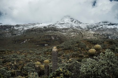 Free Dramatic winter mountain scene with snow and unique plant life below. Stock Photo