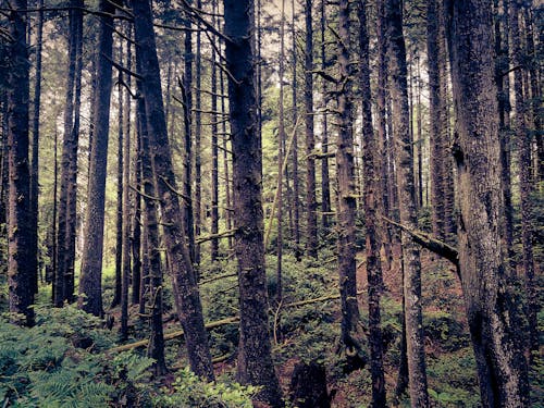 Fotos de stock gratuitas de arboles, bañador, bosque