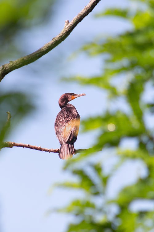 Bird on Branch