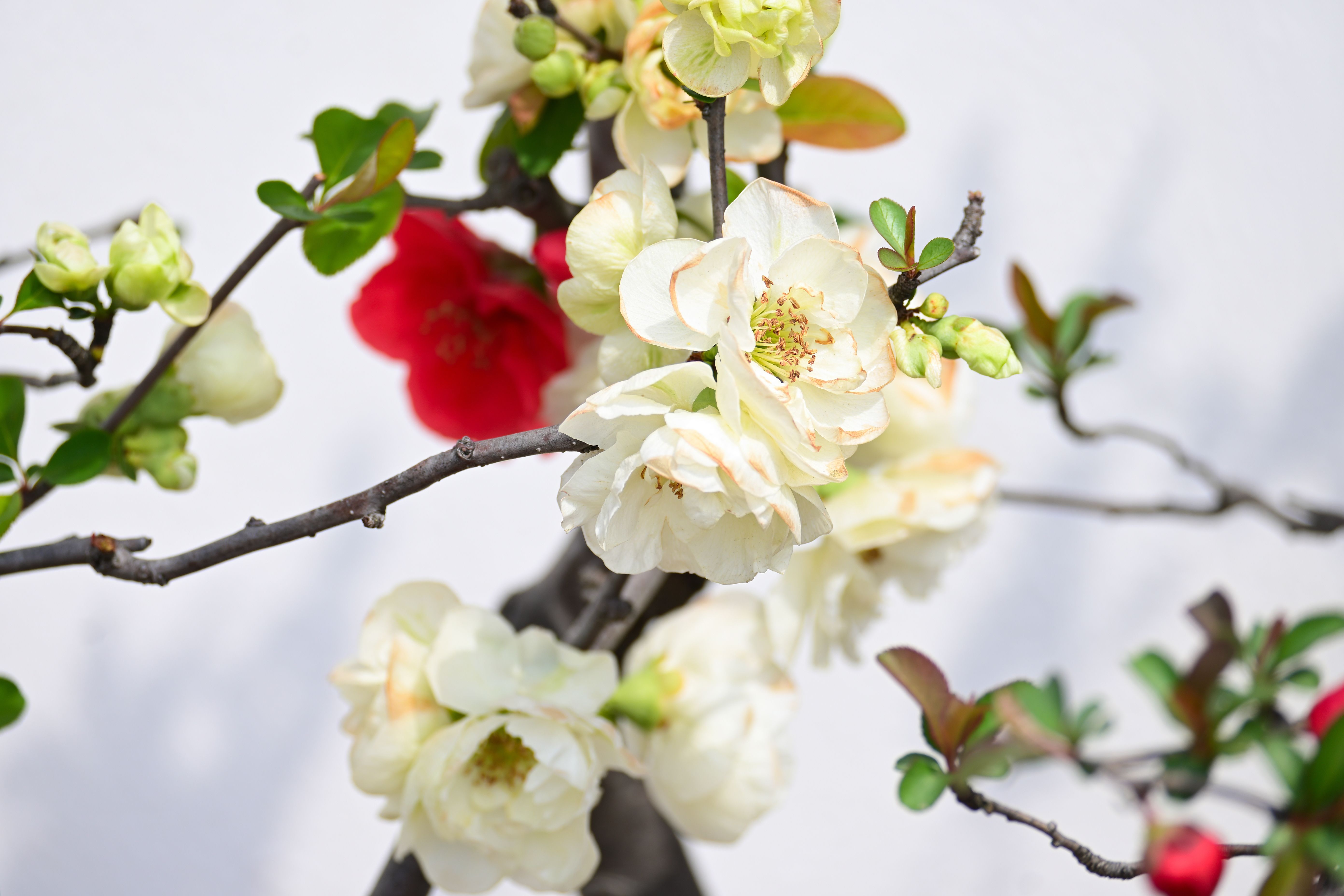 A Branch with Delicate White Flowers · Free Stock Photo