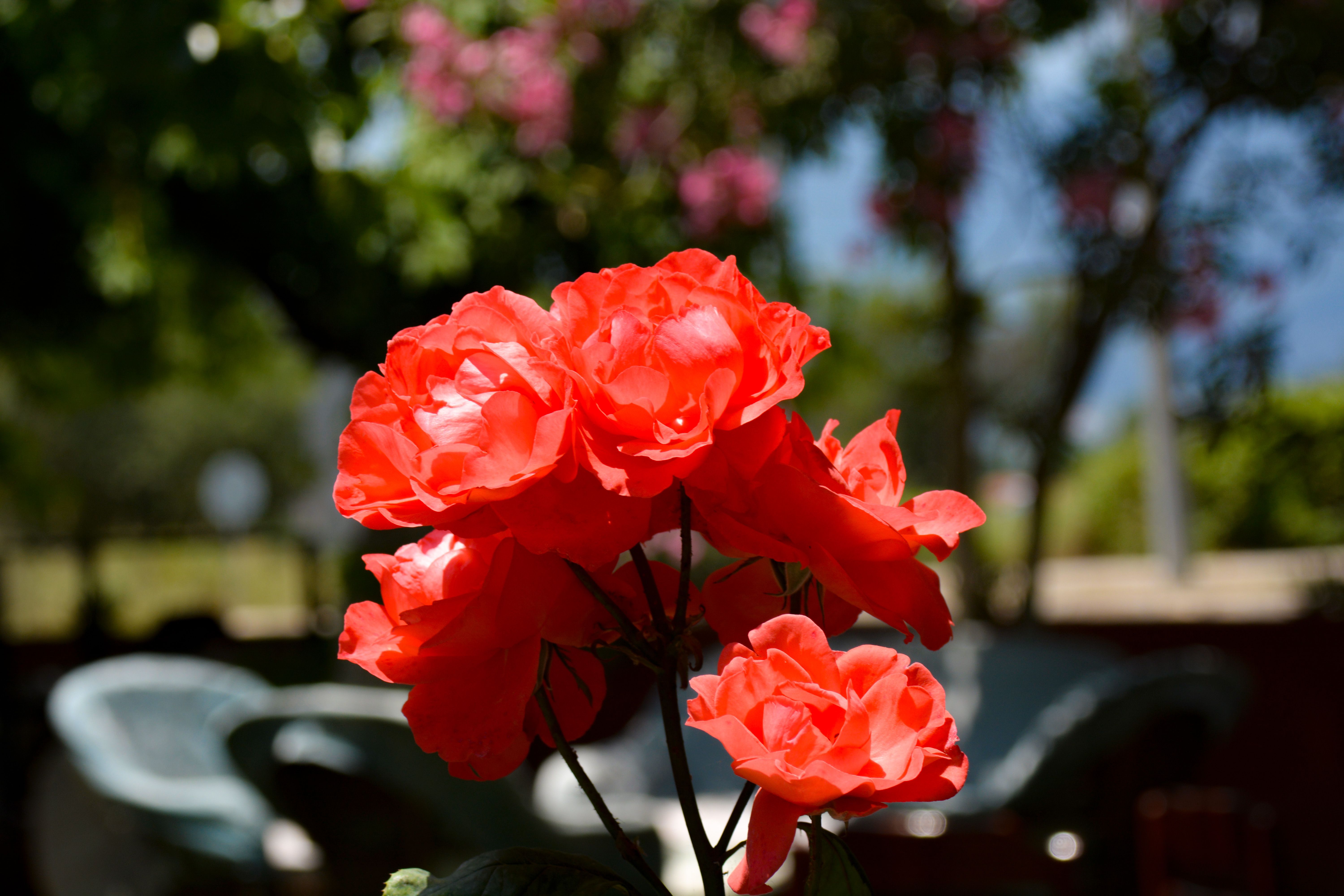 Close up of Sunlit Roses · Free Stock Photo