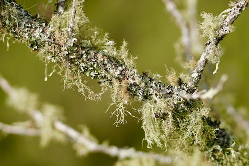 Branch with Lichen and Moss