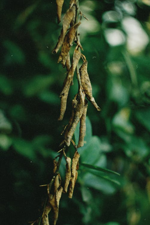 Close-up of a Branch with Dry Leaves 