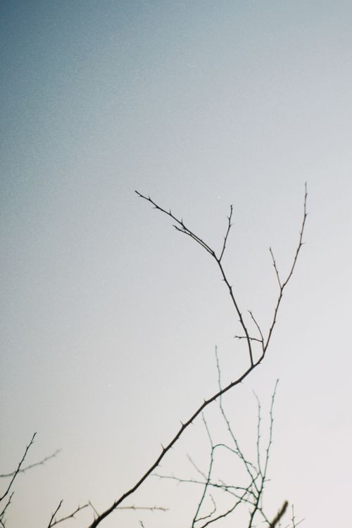 Free Minimalistic image of leafless branches against a serene blue sky in Breves, Brazil. Stock Photo