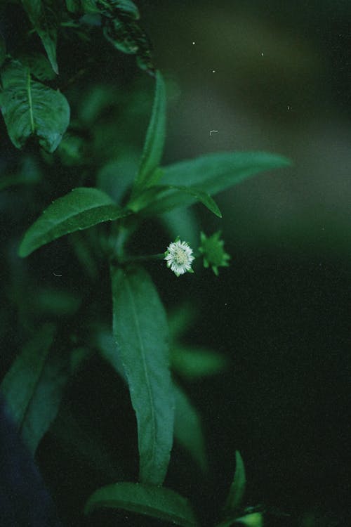 Immagine gratuita di avvicinamento, fiore, foglie