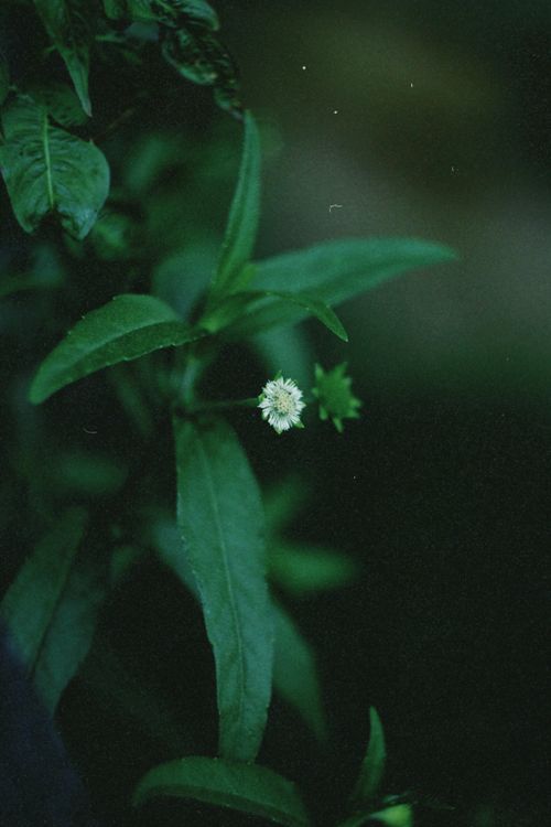 Free Serene close-up of a wildflower amidst lush greenery in Breves, Brazil's Amazonian forest. Stock Photo