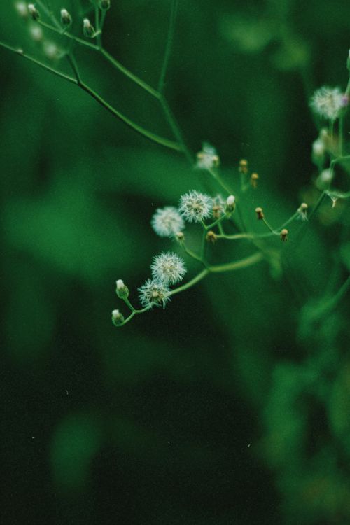 Free Close-up of tiny white flowers on thin branches against lush green background in Brazil. Stock Photo