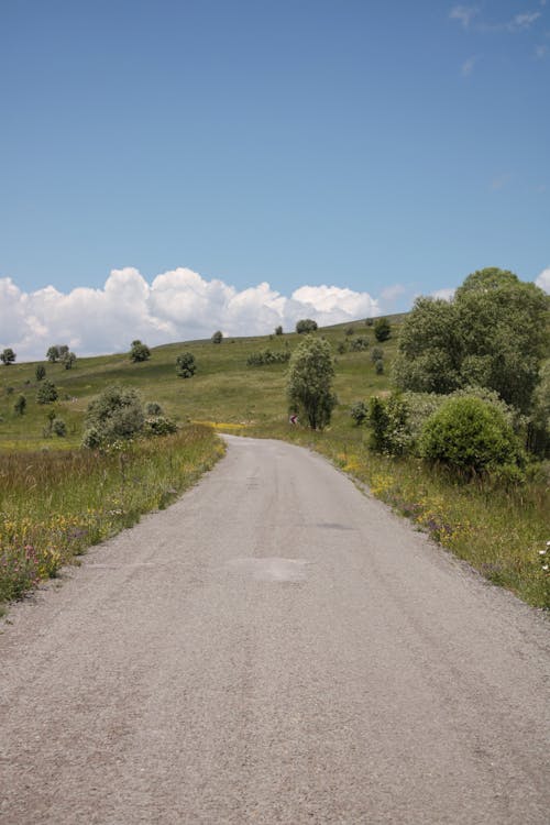 Trees around Road in Countryside