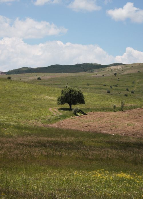 Free Tranquil rural scene featuring a solitary tree amidst rolling green hills under a clear blue sky. Stock Photo