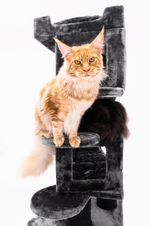 Ilmainen kuvapankkikuva tunnisteilla katze, maine coon, neekeri