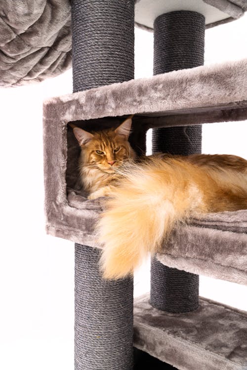 Ilmainen kuvapankkikuva tunnisteilla katze, maine coon, neekeri