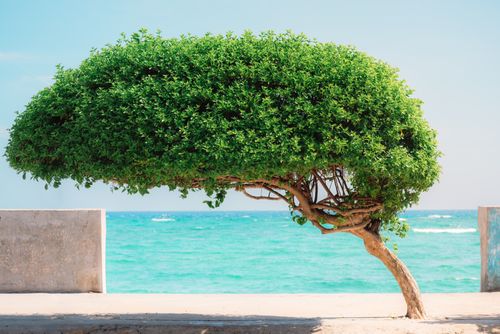 Free A beautifully shaped tree stands by a serene sea on a sunny day, offering a relaxing view. Stock Photo