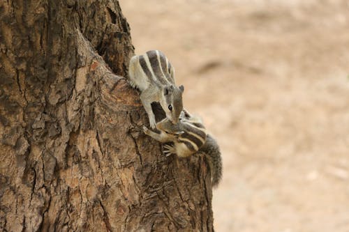 Close-up of Two Indian Palm Squirrels on a Tree Trunk 