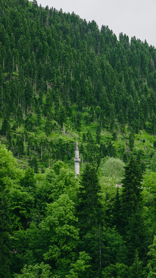 Gratis lagerfoto af bakke, droneoptagelse, grøn