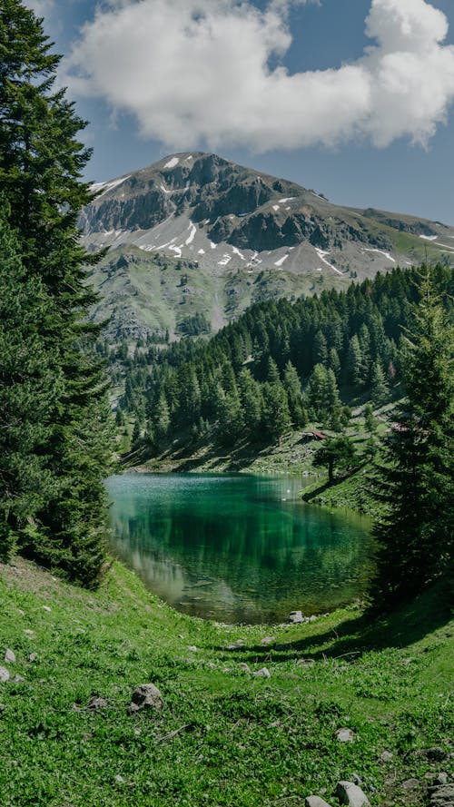 Forest around Lake in Mountains