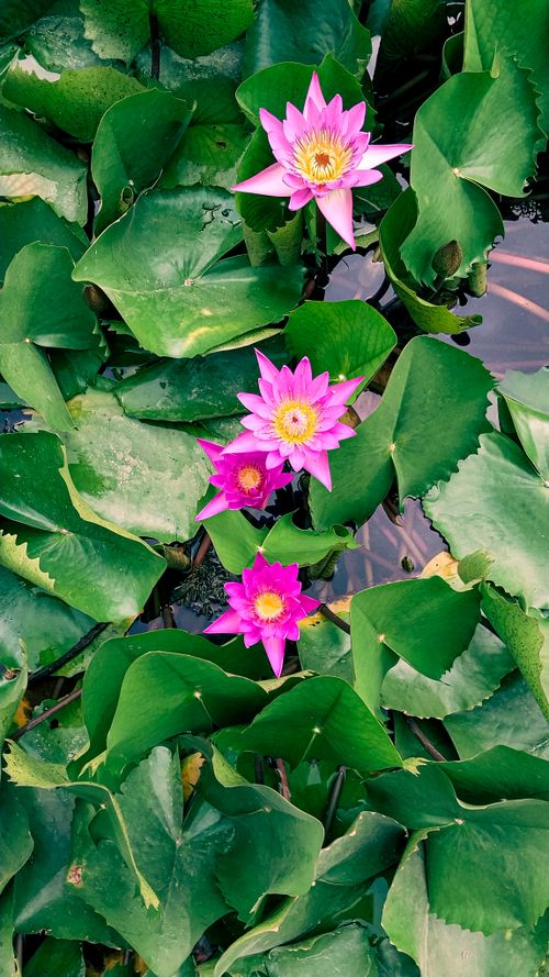 Free stock photo of flower, insta, landscapes Stock Photo