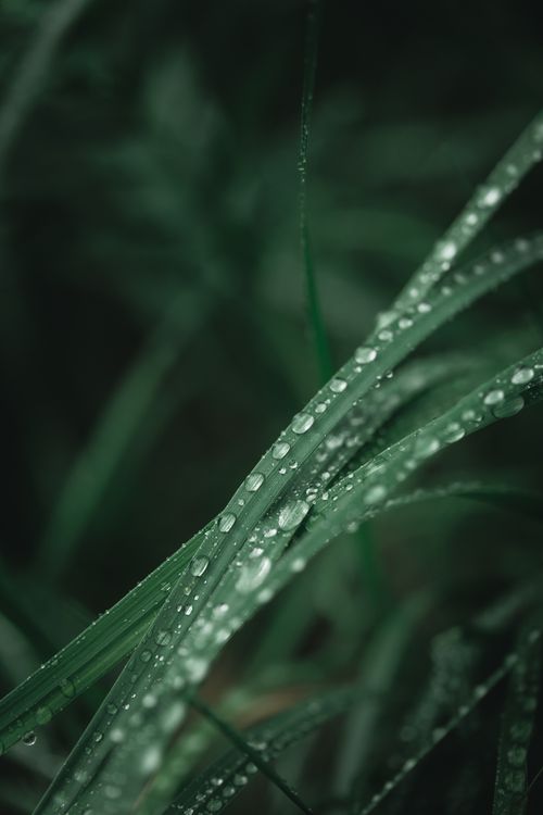 Free Macro view of fresh green grass with dew drops highlighting natural beauty. Stock Photo