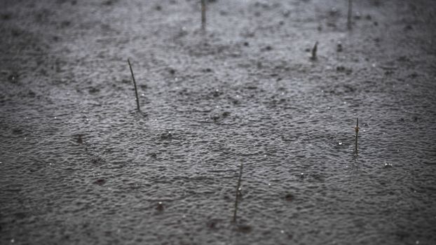 Close-up shot of raindrops hitting a muddy surface, creating ripples and textures.
