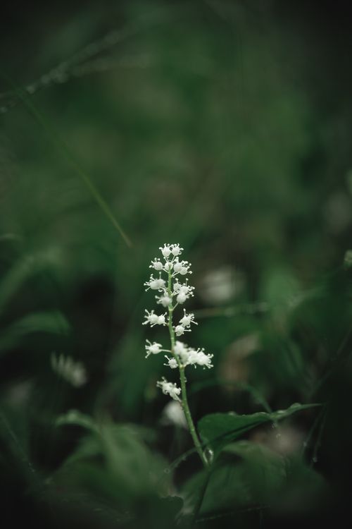 Free Elegant close-up of a white wildflower among green leaves, showcasing delicate floral beauty. Stock Photo
