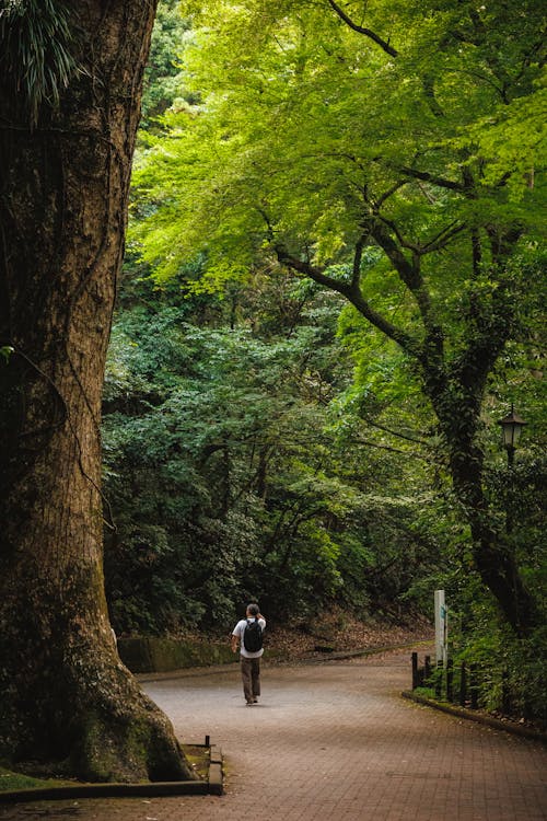 Man in Park Alley with Green Trees around