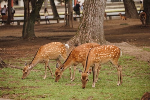 Deer on Grass in Zoo