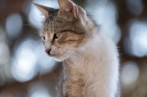 Close-up of a Gray and White Cat