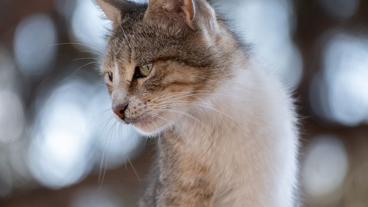 Cat DNA Tests in Canada: Breed, Health, Shipping and Price Comparison